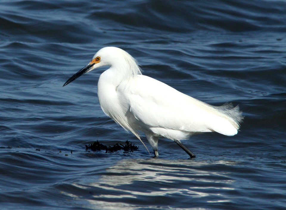 EGRET, SNOWY (3-25-10) morro bay, slo co, ca -01