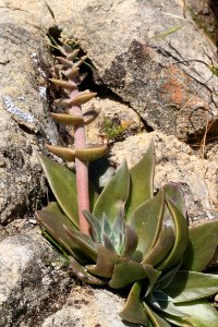 DUDLEYA sp (4-24-10) cottonwood cyn, carrizo plain nat mon -01
