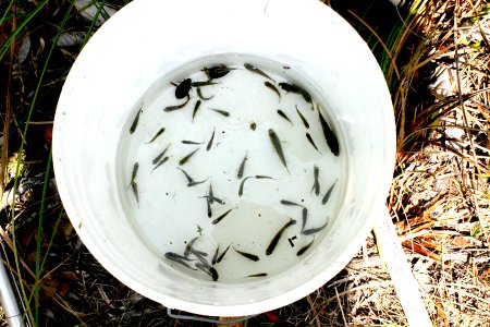 Fish Biologists 12 - fish from trap, NPSPhoto, R. Cammauf.jpg photo