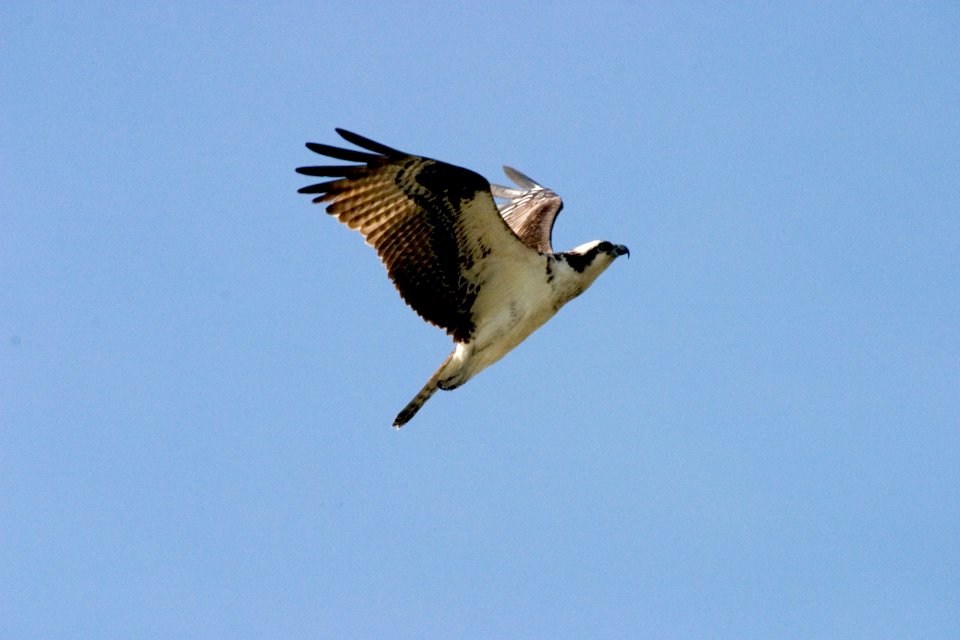 Osprey (8), NPSPhoto, R. Cammauf