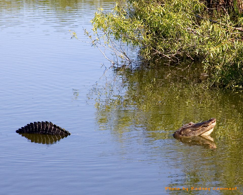 gator mate, NPSPhoto, R. Cammauf