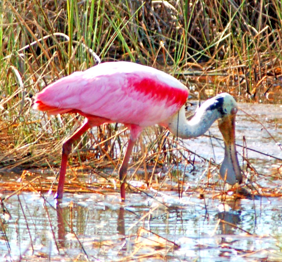 Roseate Spoonbill, NPSPhoto