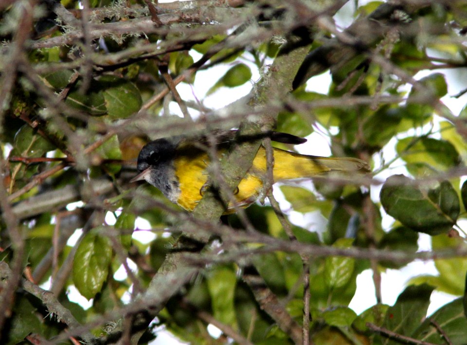 WARBLER, MACGILLIVRAY'S (4-15-10) cerro alto campground area, slo co, ca -05