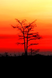 Tree in the sunset, NPSphoto, G.Gardner.jpg photo