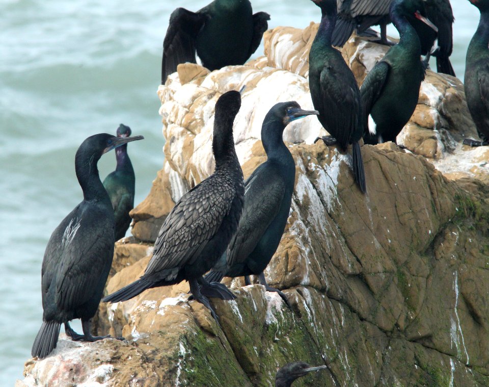 CORMORANTS (3-21-10) piedras blancas, slo co, ca -01