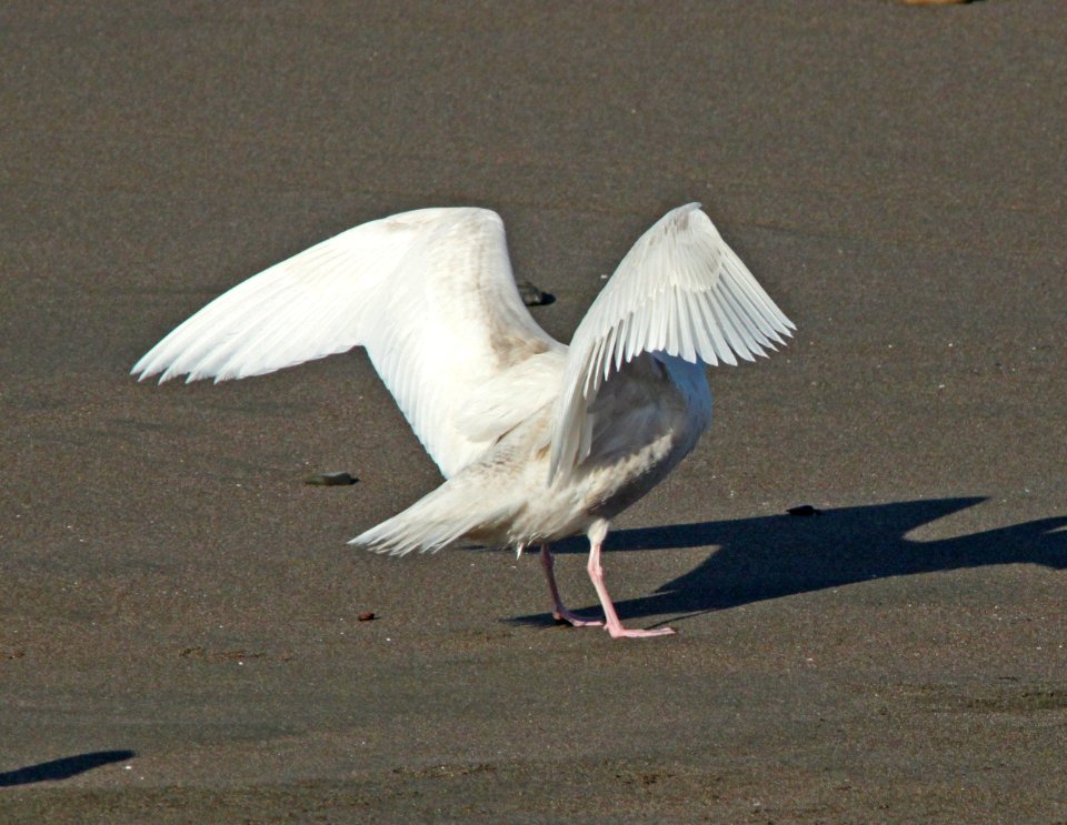 GULL, GLAUCOUS (2-22-10) first winter, elephant seal area, slo co, ca -13