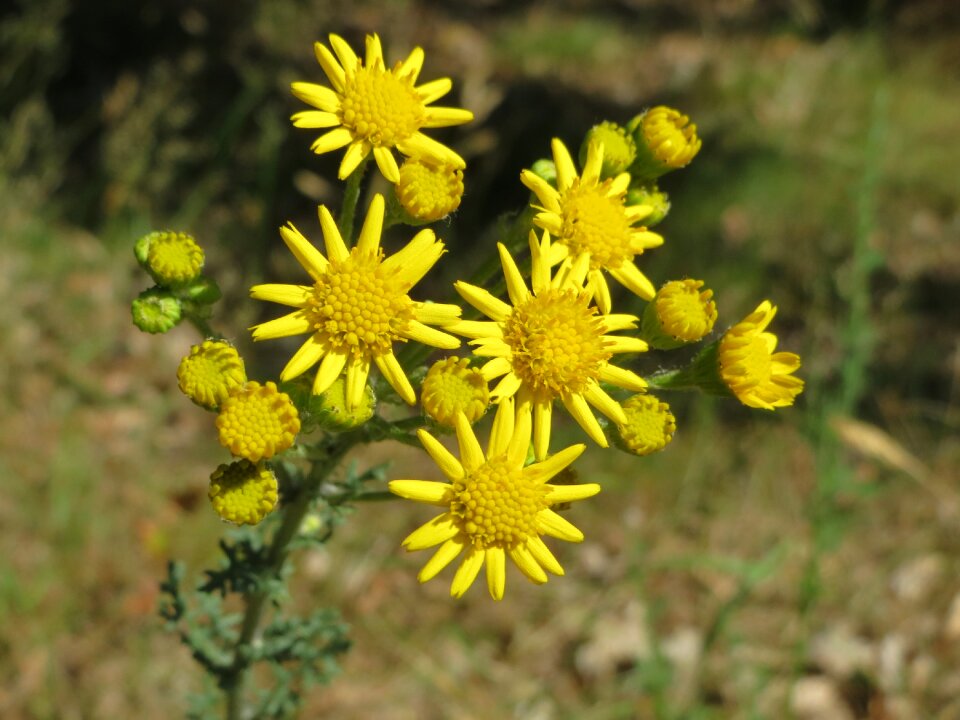 Tansy ragwort benweed st james-wort