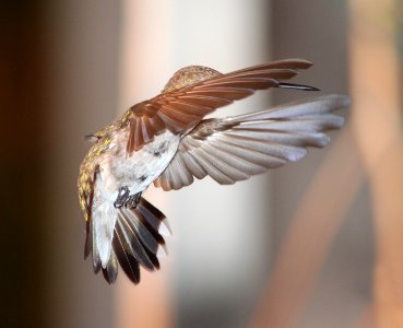 HUMMINGBIRD, BLACK-CHINNED (7-19-10) female, yard, patagonia, az -01