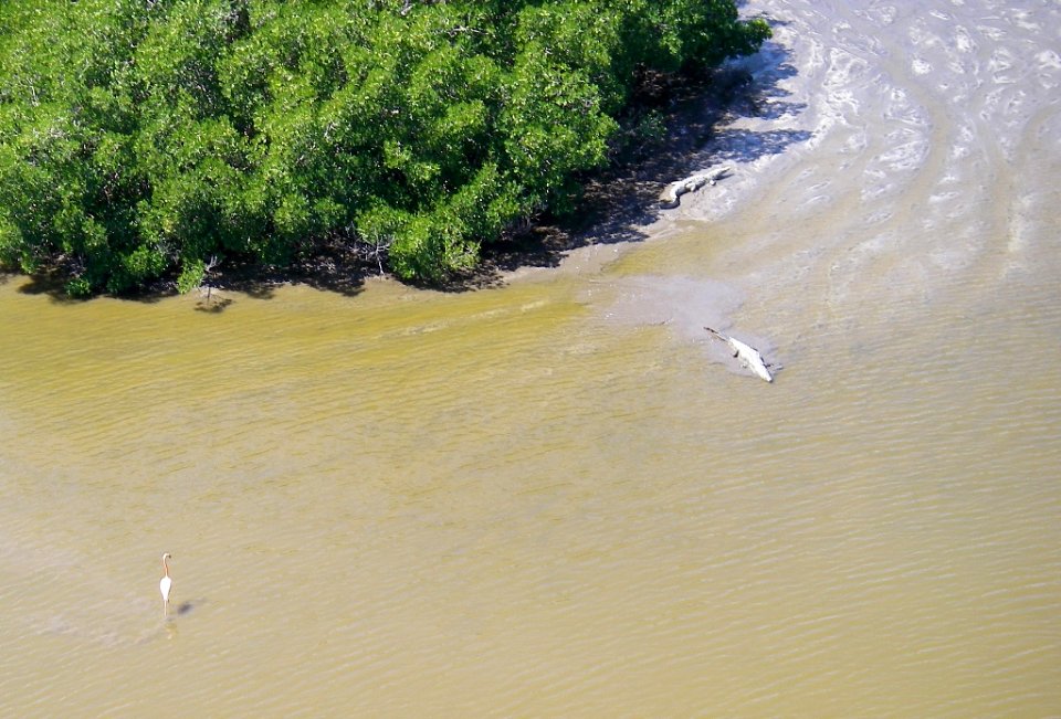 Flamingo and Crocodile, NPSPhoto, M.Parry