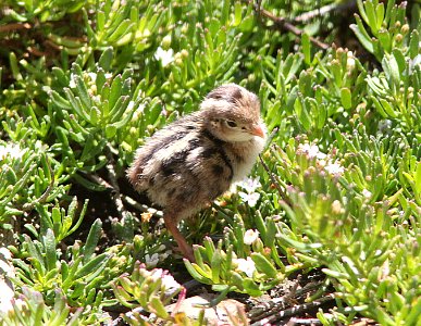 QUAIL, CALIFORNIA (6-17-10) canet rd, morro bay, slo co, ca -03