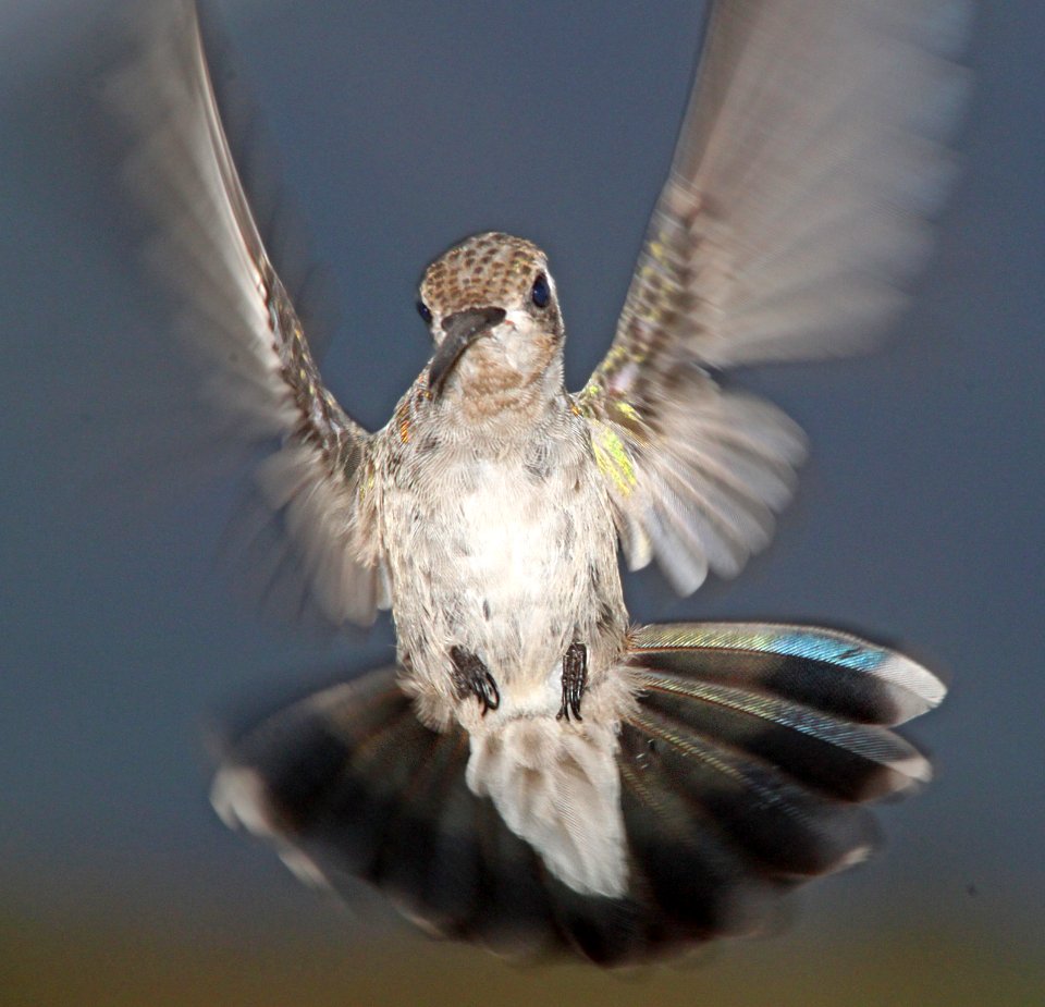HUMMINGBIRD, BROAD-BILLED (7-22-10) yard, west of Patagonia, AZ -02