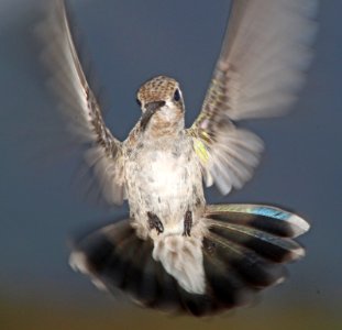 HUMMINGBIRD, BROAD-BILLED (7-22-10) yard, west of Patagonia, AZ -02