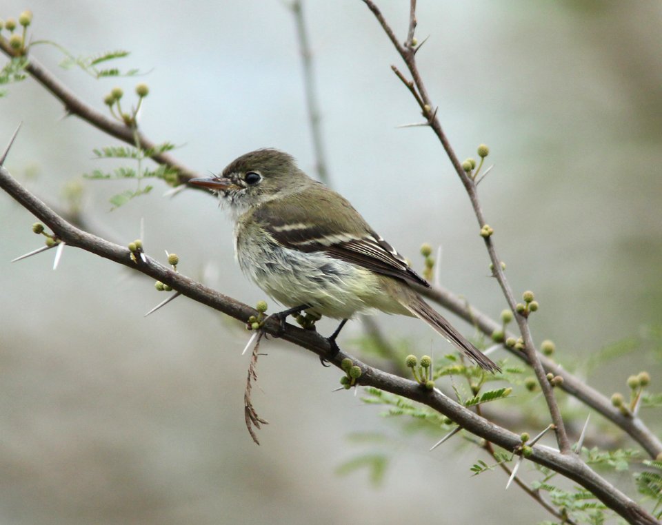 FLYCATCHER, LEAST (2-4-10) bentsen-rio grande state park, tx -01
