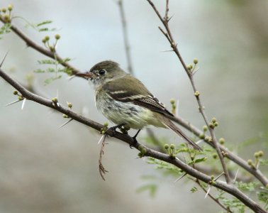 FLYCATCHER, LEAST (2-4-10) bentsen-rio grande state park, tx -01