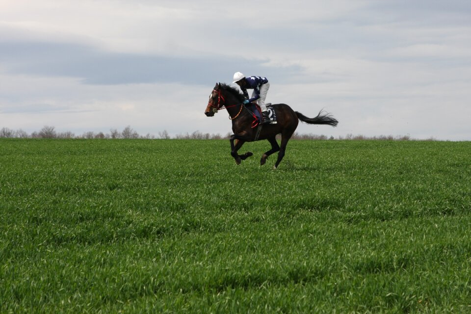Gallop running horse sport