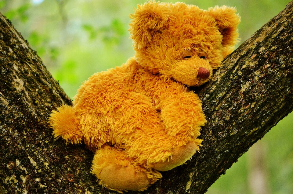 Stuffed animal teddy cute
