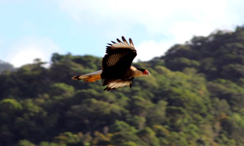 Caracará GUARAU photo