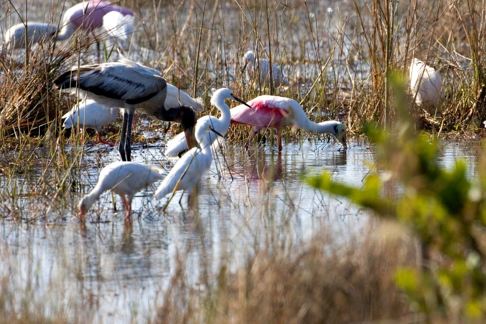 Wading Birds, NPSPhoto, Rodney Cammauf