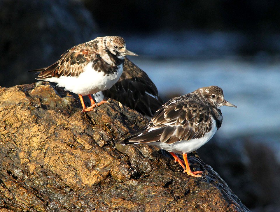 TURNSTONE, RUDDY (3-25-10) estero bluffs, slo co, ca -04