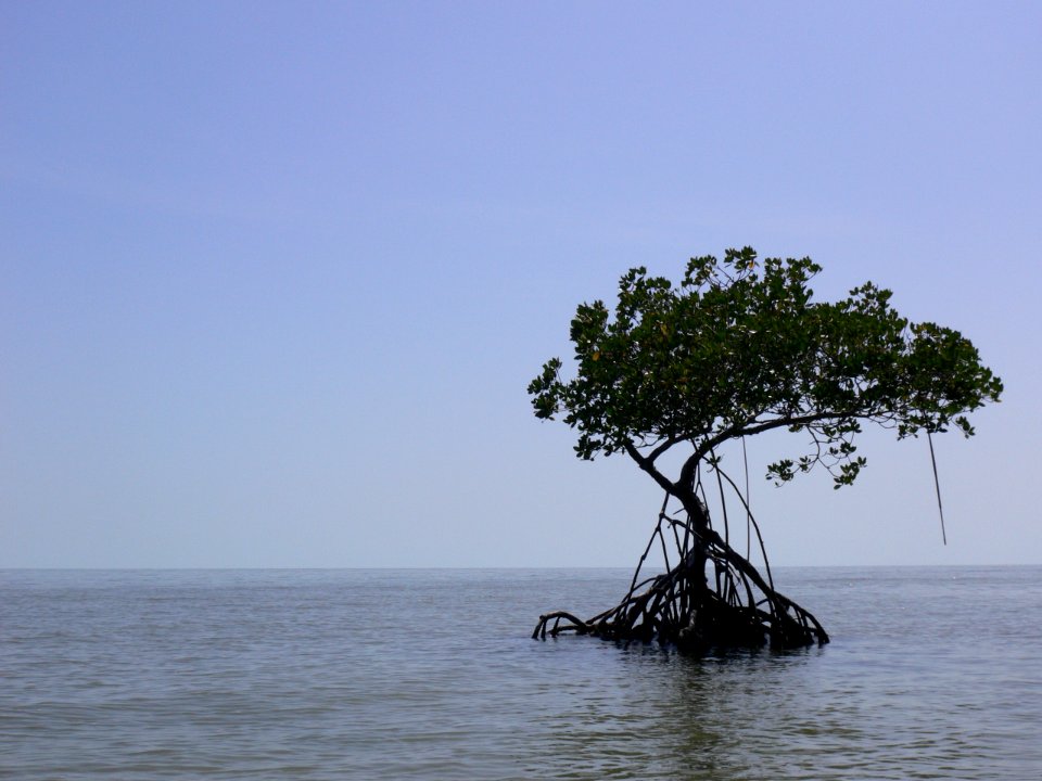 Mangrove in Ten Thousand Islands 3, NPSPhoto, D.Grimes
