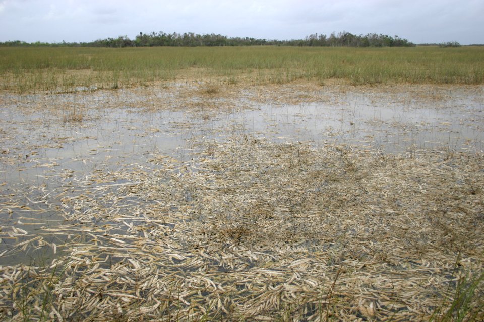 Periphyton, NPSPhoto