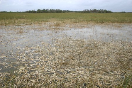 Periphyton, NPSPhoto