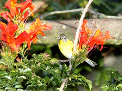 WARBLER, NASHVILLE (2-28-10) morro bay, slo co, ca -02