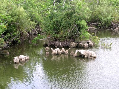 Mangrove and limestones, NPSphoto