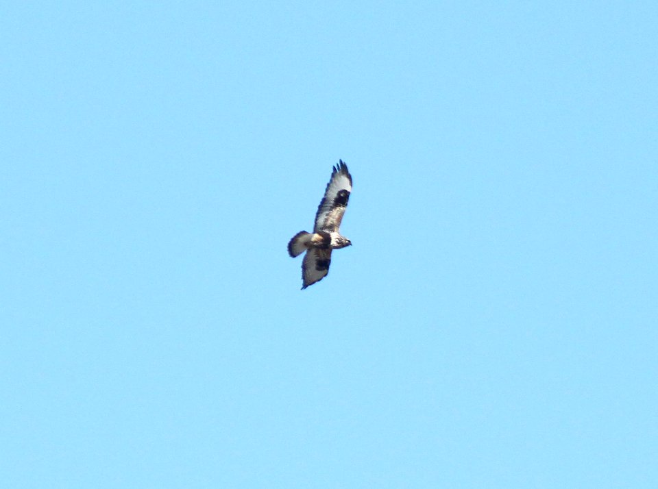 HAWK, ROUGH-LEGGED (1-14-10) sub-adult female, carrizo plain, slo co, ca .01
