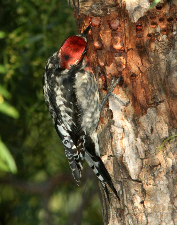 SAPSUCKER, RED-BREASTED (12-20-09) santa rosa park, slo, ca -07