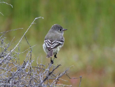 FLYCATCHER, GRAY (4-22-10) vis center, Carizzo PNM -01