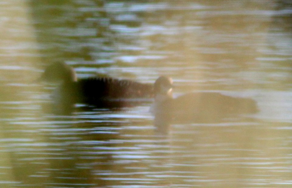 2 pacific loons (11-24-10) patagonia lake -03