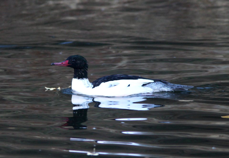 MERGANSER, COMMON (12-12-10) patagonia lake, scc, az -05