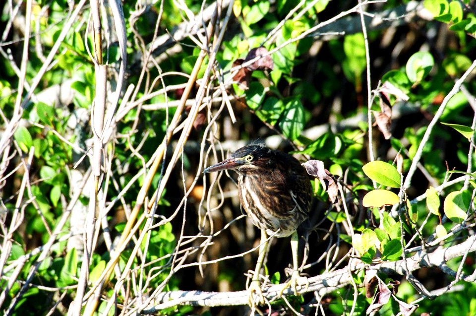 Green Heron headshot, NPSphoto