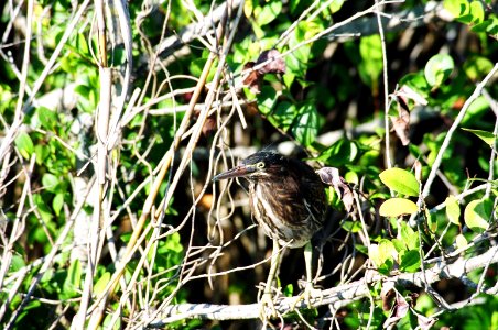 Green Heron headshot, NPSphoto