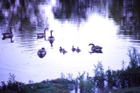Kanadagänse 06 1994