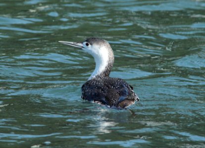 LOON, RED-THROATED (3-25-10) morro bay, slo co, ca -02