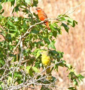 TANAGER, HEPATIC (6-18-09) madera cyn, az -02