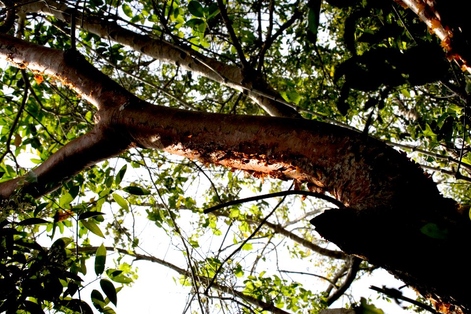 Gumbo Limbo NPSPhoto, R. Cammauf (3)