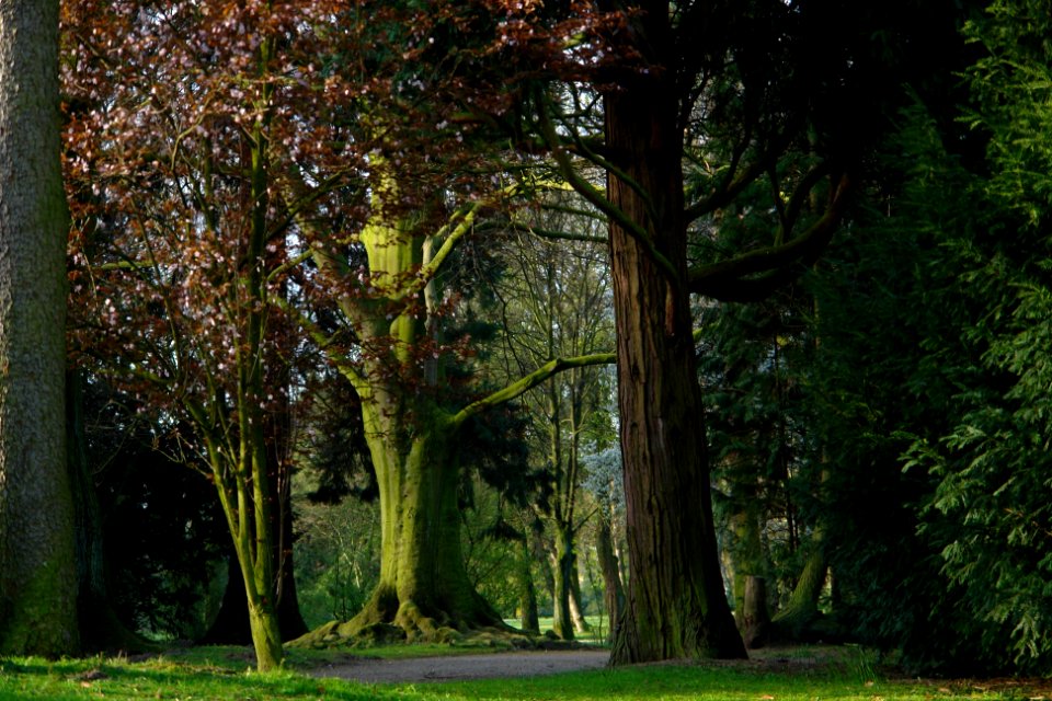 Bäume im Moerser Schlosspark