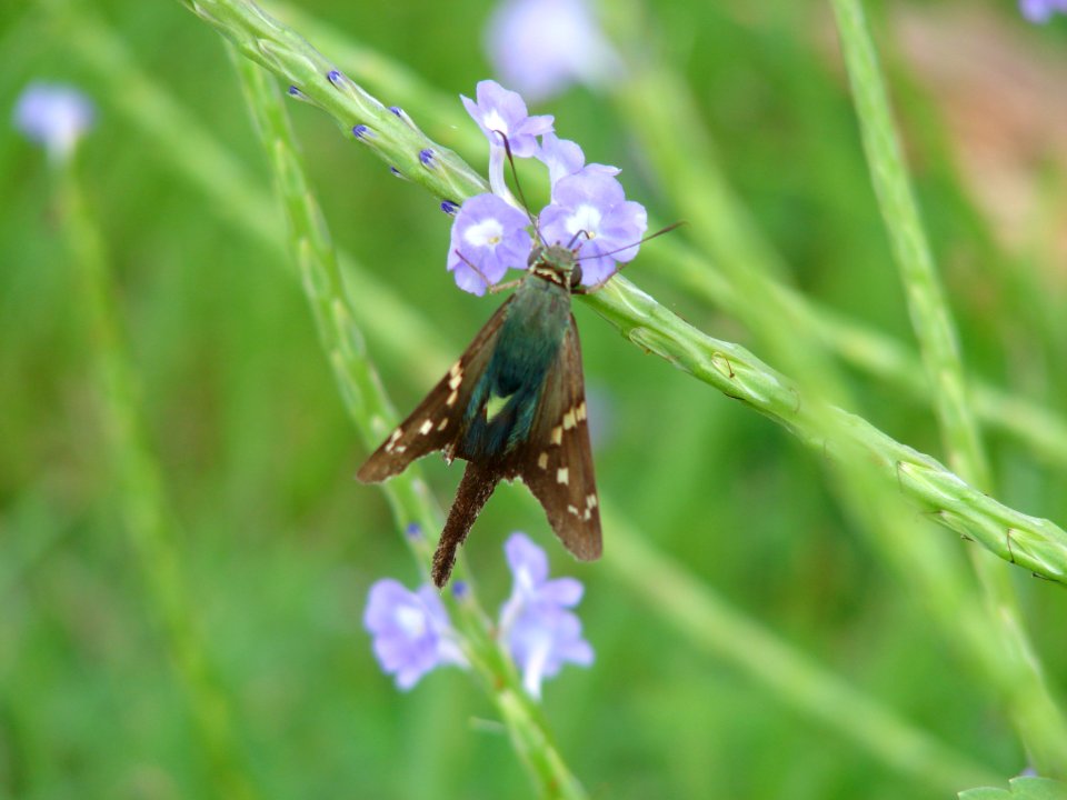 Long tailed skipper, NPSphotos.jpg