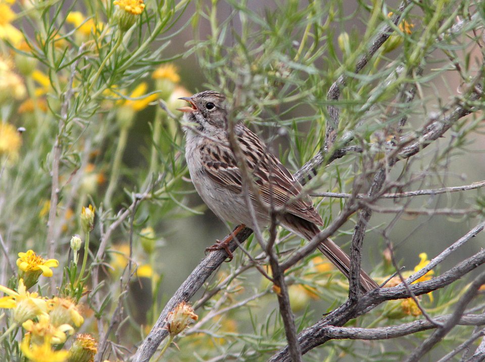 SPARROW, BREWER'S (4-22-10) porno wash, carrizo plain nat mon -08