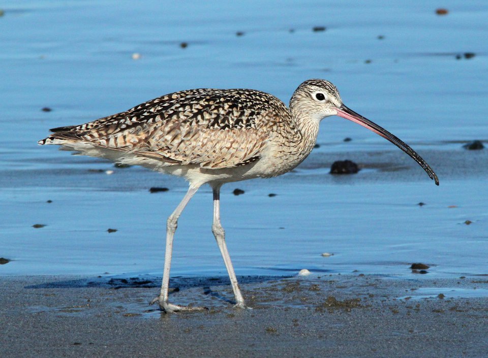 CURLEW, LONG-BILLED (3-22-10) morro bay, ca -04