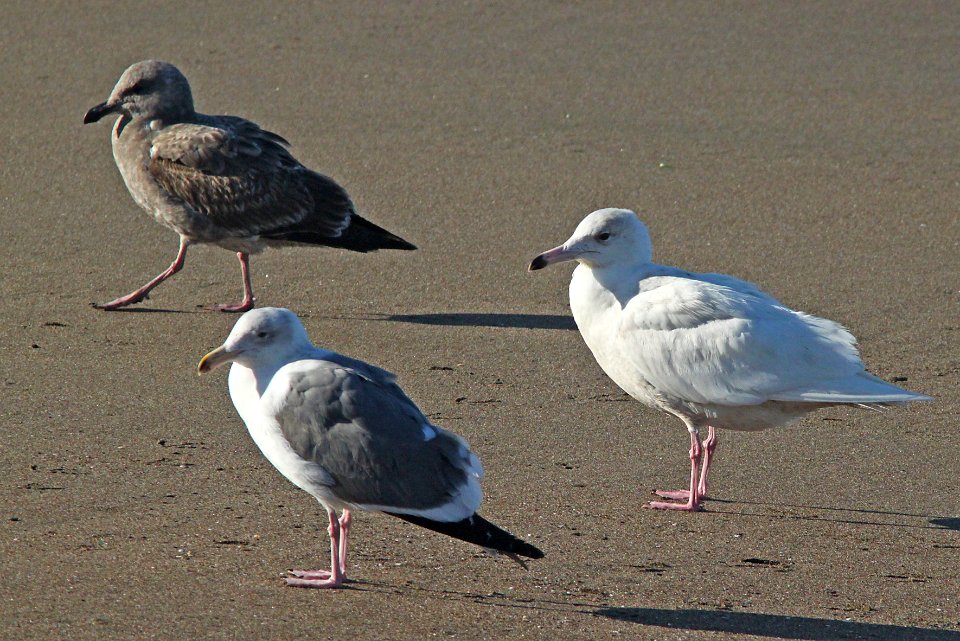 GULL, GLAUCOUS (2-22-10) first winter, elephant seal area, slo co, ca -07