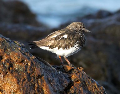 TURNSTONE, BLACK (3-25-10) estero bluffs, slo co, ca -01