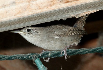 WREN, HOUSE (11-10-09) canet rd, slo co, ca -01