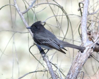 PHOEBE, BLACK (3-3-08) az -01