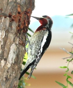 SAPSUCKER, RED-BREASTED (12-20-09) santa rosa park, slo, ca -03