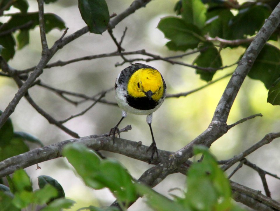 WARBLER, HERMIT (4-15-10) cerro alto campground area, slo co, ca -10b