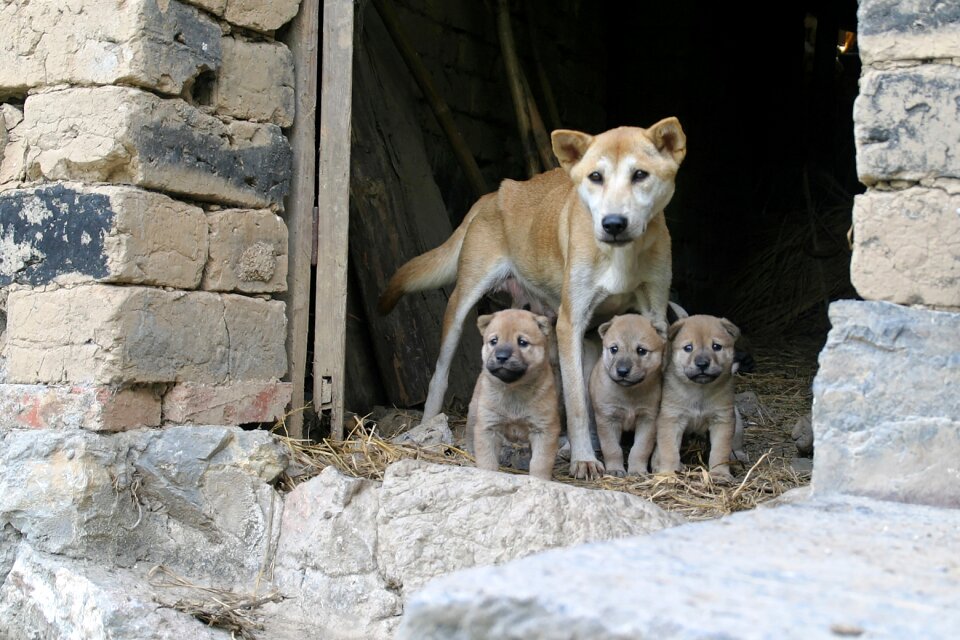 Dogs family puppies